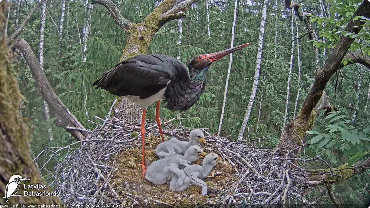 Screenshot 2024-06-04 at 12-13-00 (1) Melnais stārķis (Ciconia nigra) Ogres novadā - LDF tiešraide -