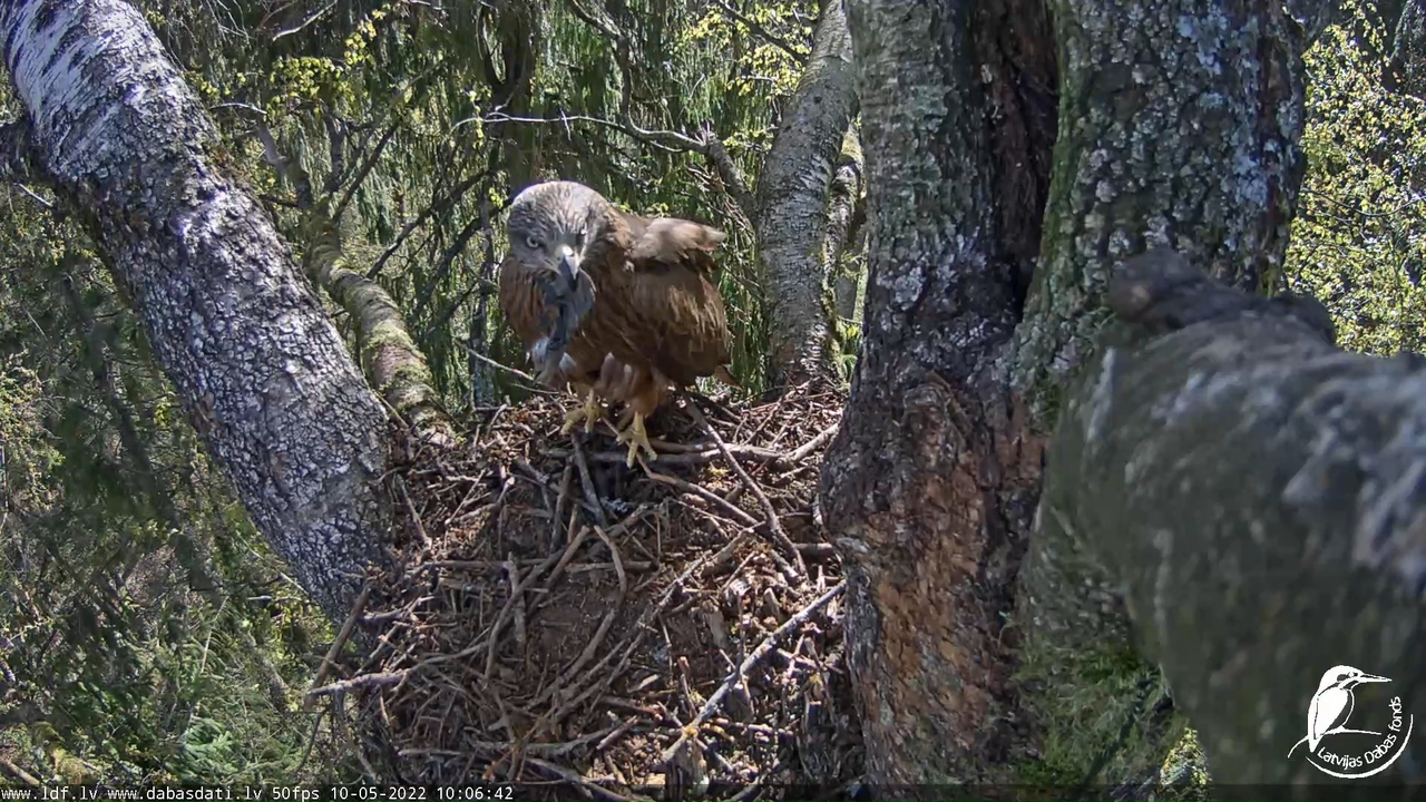 Melnās klijas (Milvus migrans) Kurzemē - LDF tiešraide 2-45-47 screenshot
