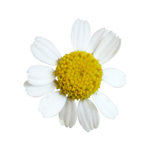 Mariposa_Kit_66