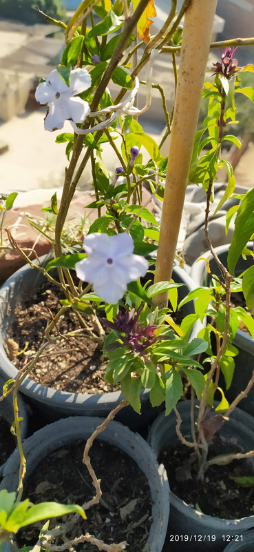 IMG_٢٠١٩١٢١٩_١٢٢١٠٢