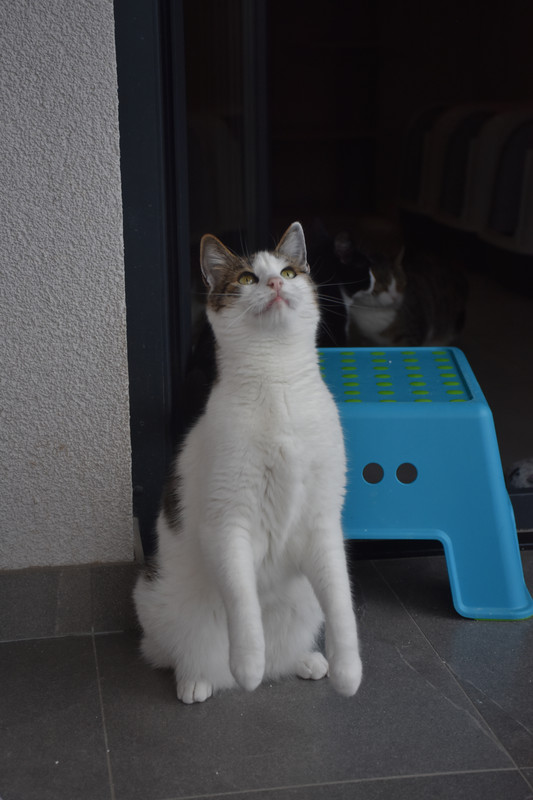 Slika