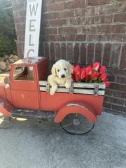 snow white puppy
