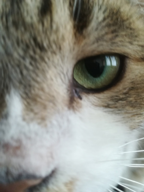 глазик пискунчика