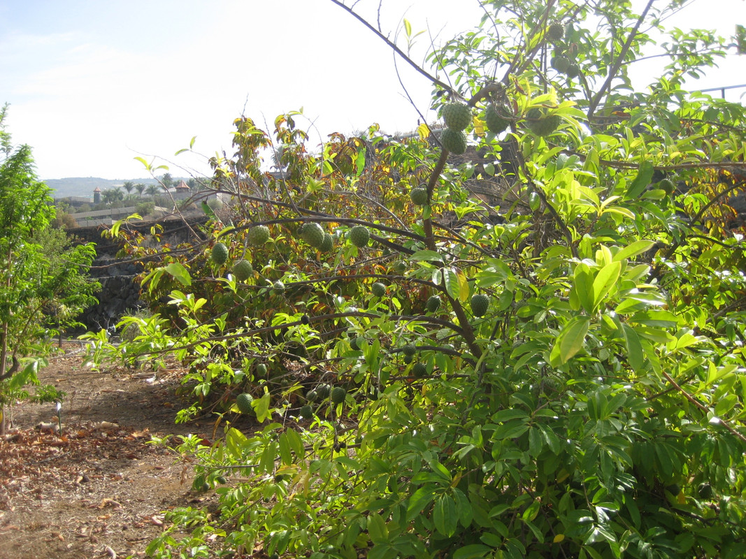 IMG_7299 Annona marcgravii