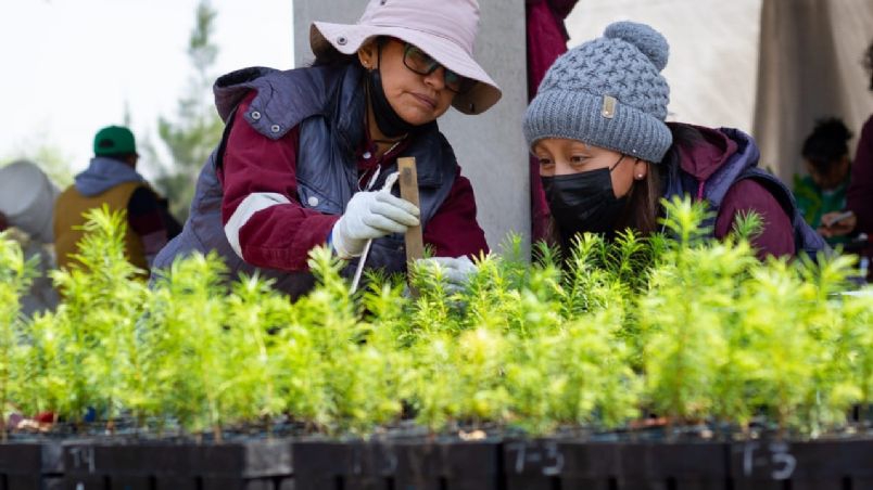 Tecnosuelos: La alternativa de la UNAM para regresar el verde a la Ciudad de México