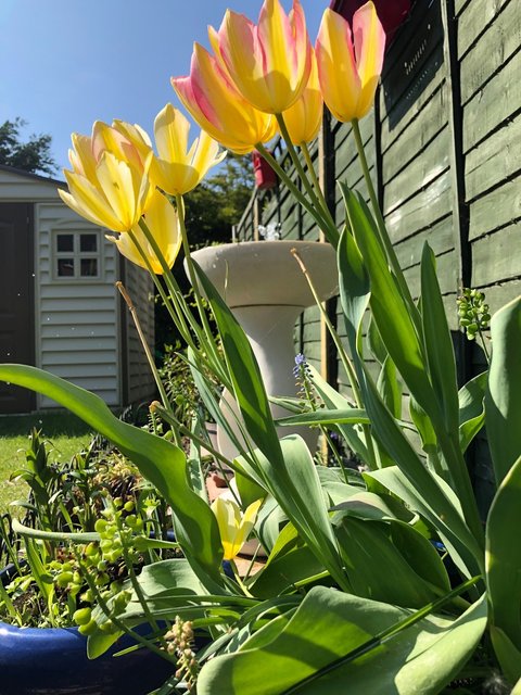 tulips.jpg
