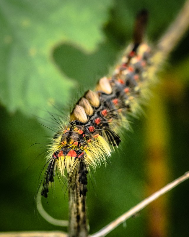 Orgyia Antiquar (Caterpillar of the Rusty Tussock Moth) - JPB_9032