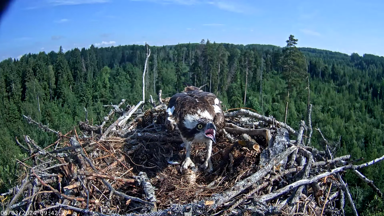 Kalakotkas2__Pandion haliaetus 13-48-13 screenshot (1)