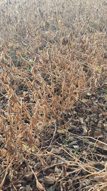 IMG-89c11cabd0515f76d2465da0ba4f5cc5-V (1)