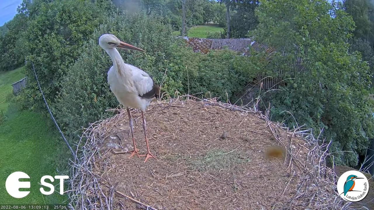 Baltie stārķi (Ciconia ciconia) Tukuma novadā - LDF tiešraide __ White storks in Tukums, Latvia 15-5