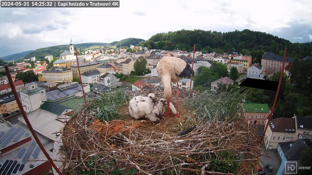 Tiešraidē no stārķa ligzdas uz alus darītavas skursteņa Trutnovā 12-33-52 screenshot