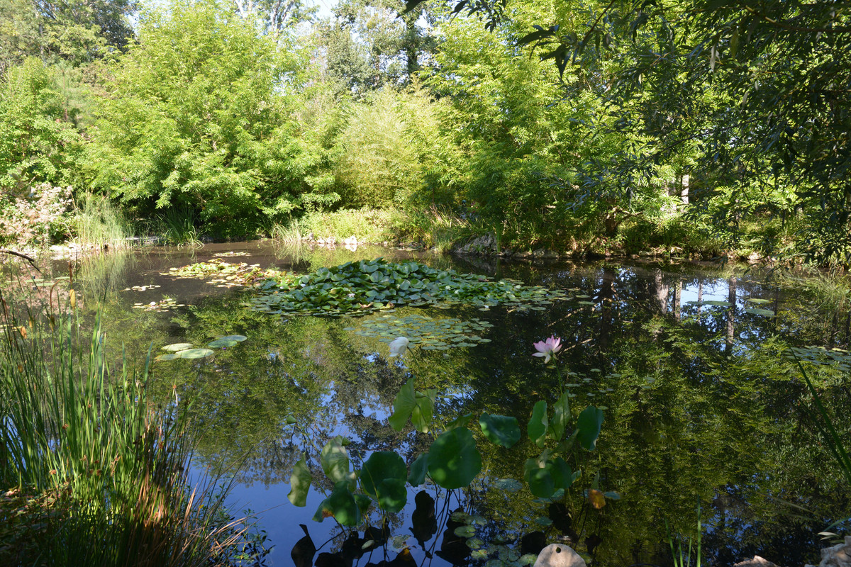 04.08 - DSC_7385 (Ater)