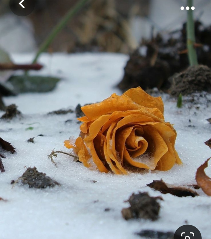 Screenshot_20231101_222122_Pinterest