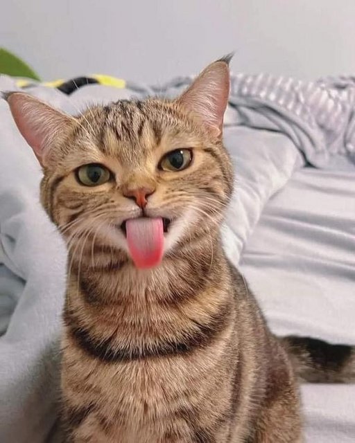 Cat-Mlehd2900980e57d2e7f3fa4c9c7a.jpg