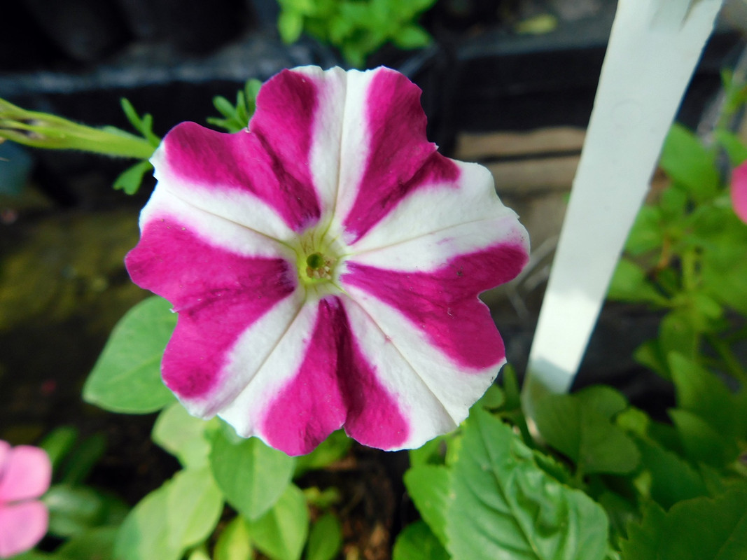 DSCN5684.jpg