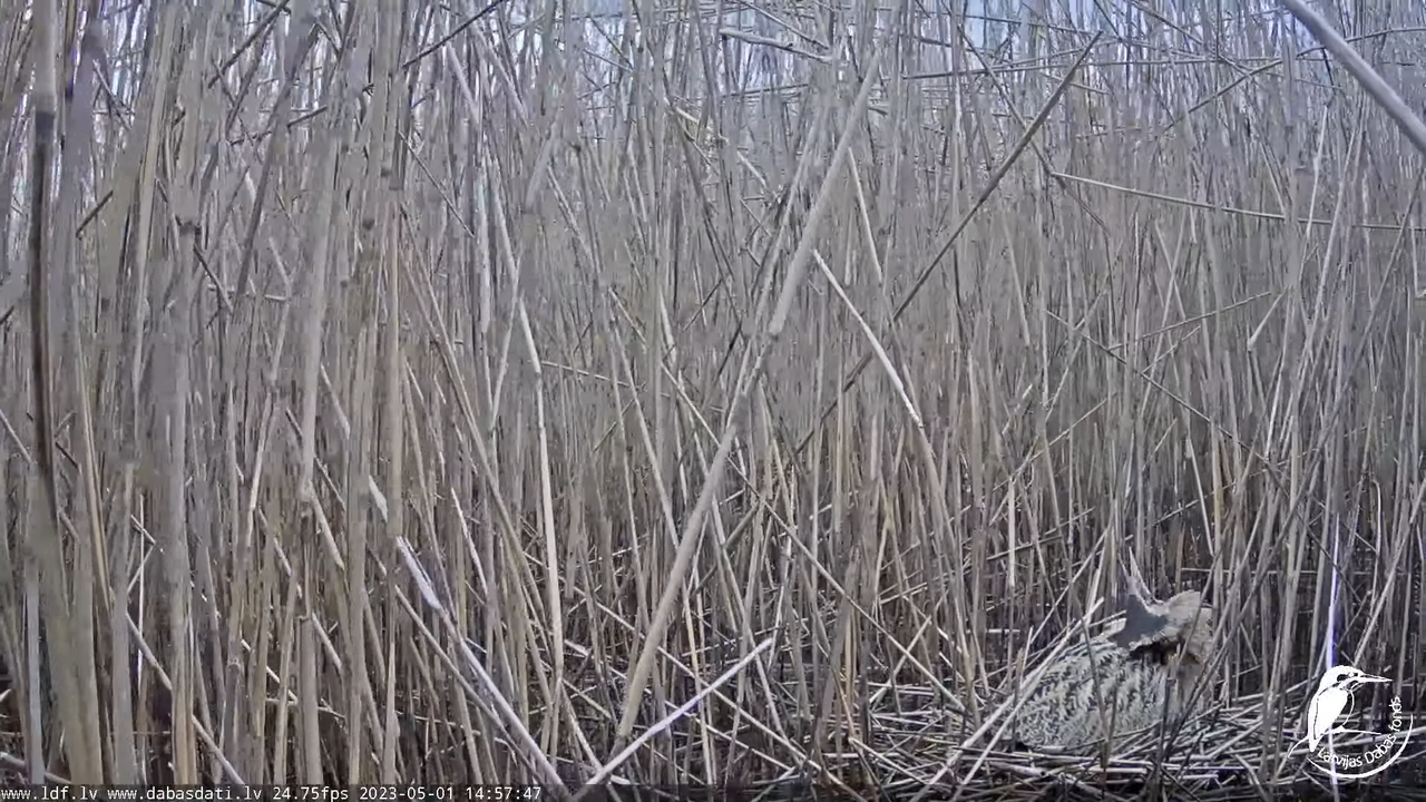 Lielais dumpis (Botaurus stellaris) Engurē - LDF tiešraide 14-1-17 screenshot (1)