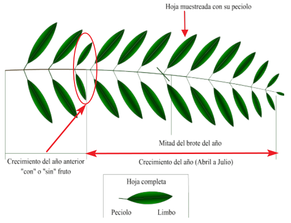 Análisis foliar julio - casado Arnedo (La Rioja) Muestro-foliar