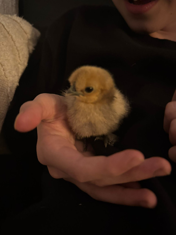 e86dadae e2d9 43b0 9808 0c9cb4ad7f42