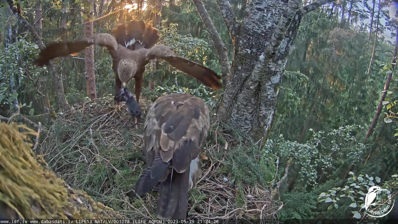 LDF Mazais ērglis (Clanga pomarina), ligzda bērzā 10-10-9 screenshot