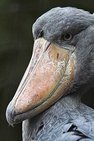 320px-Shoebill-su-neko