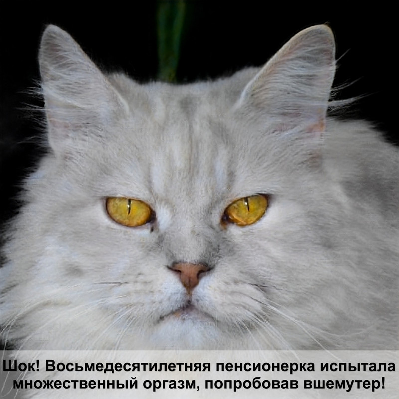 как выглядит заживающий лишай у кошек