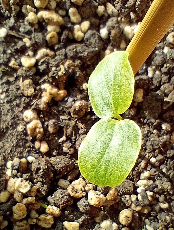 IMG_20250405_085504775_MFNR