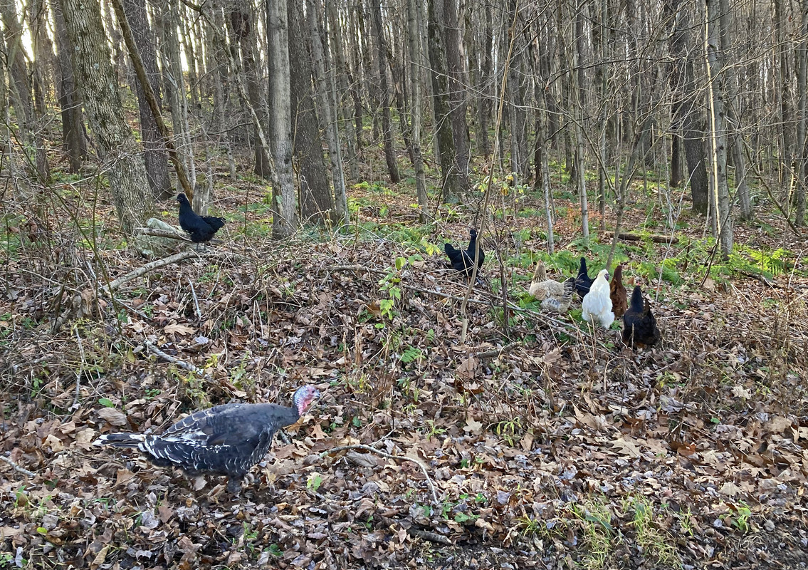 2023-11-16 Free Range