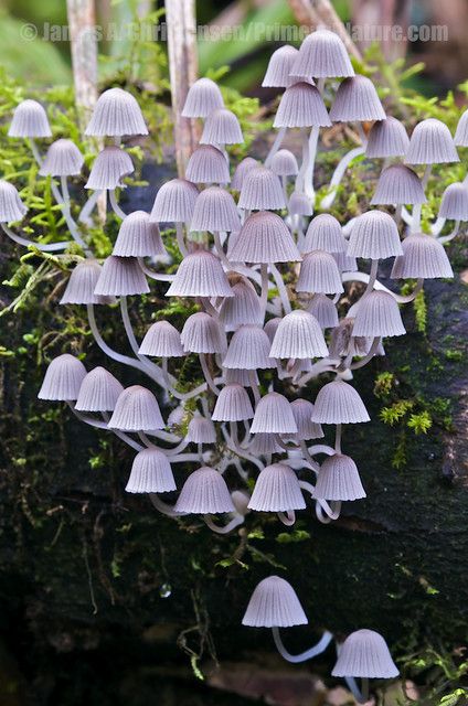 Champignons