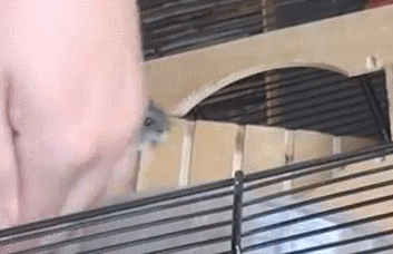 9d76390cdf89086b2d816cd9a90b6c980af678678d72a2309dc12744c3010a2e.gif