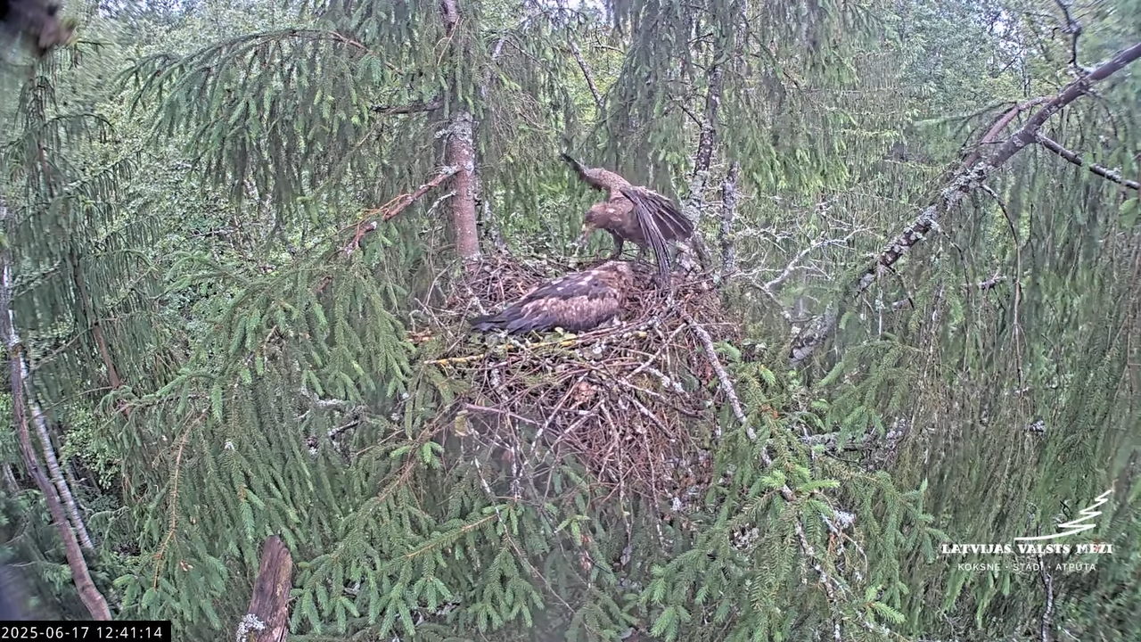 LVM mazais ērglis Lisiņa, egle2 – Lesser Spotted Eagle 13-6-9 screenshot (1)