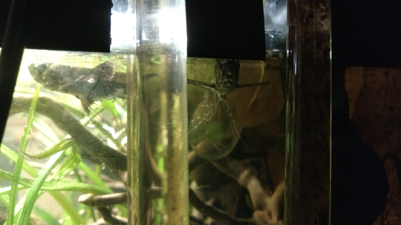 IMG_20170920_215526665