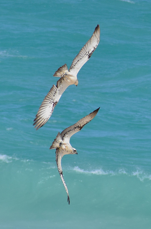 Ospreys Jurien WA