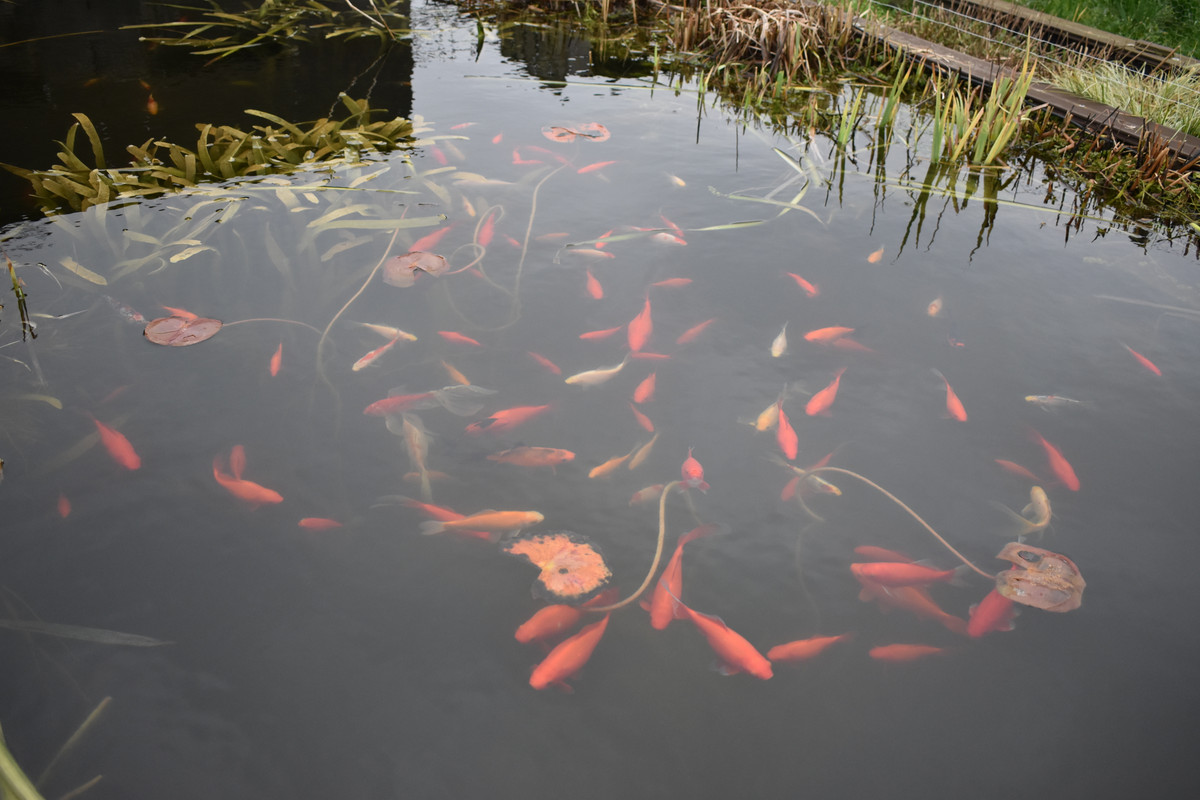 DSC_0006 - Copie (2)