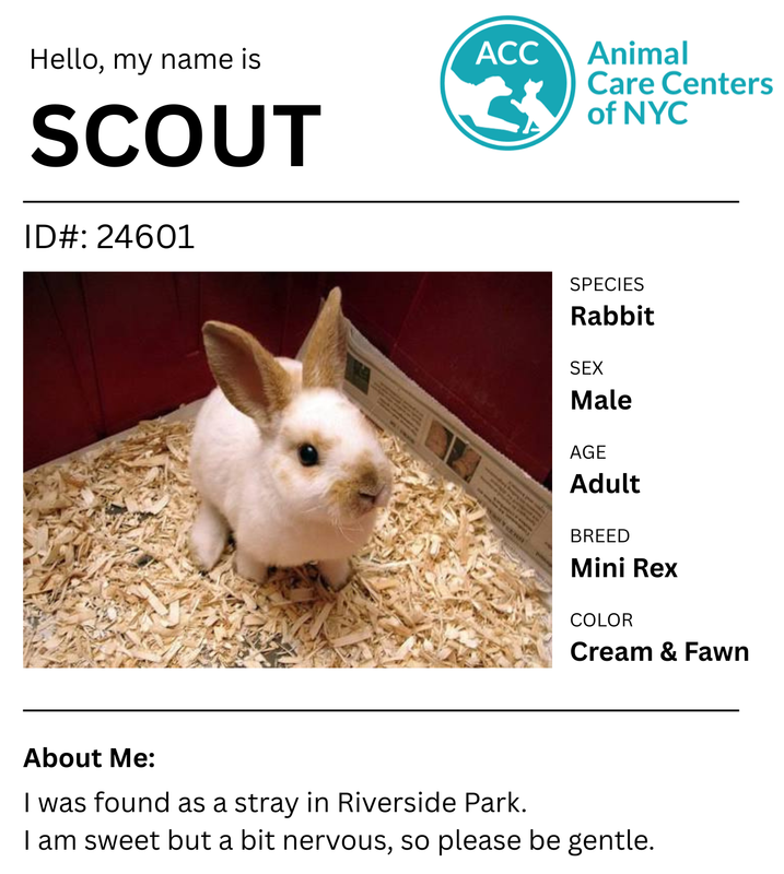 Cage card for Scout the Bunny