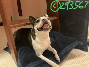 605621E1-26D5-4D3B-A495-70B681F7E491