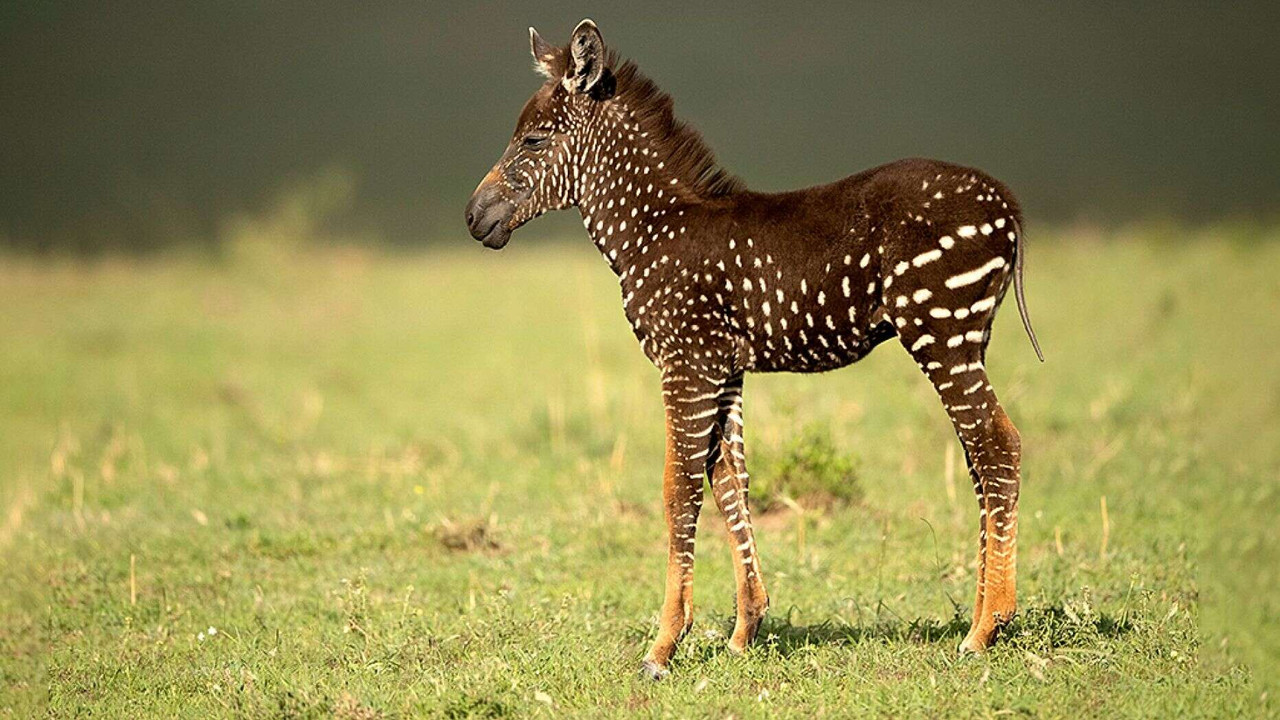 A Spotted Zebra Foal Kenya 24hourcampfire
