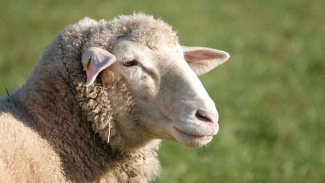 beeeeeee.jpg