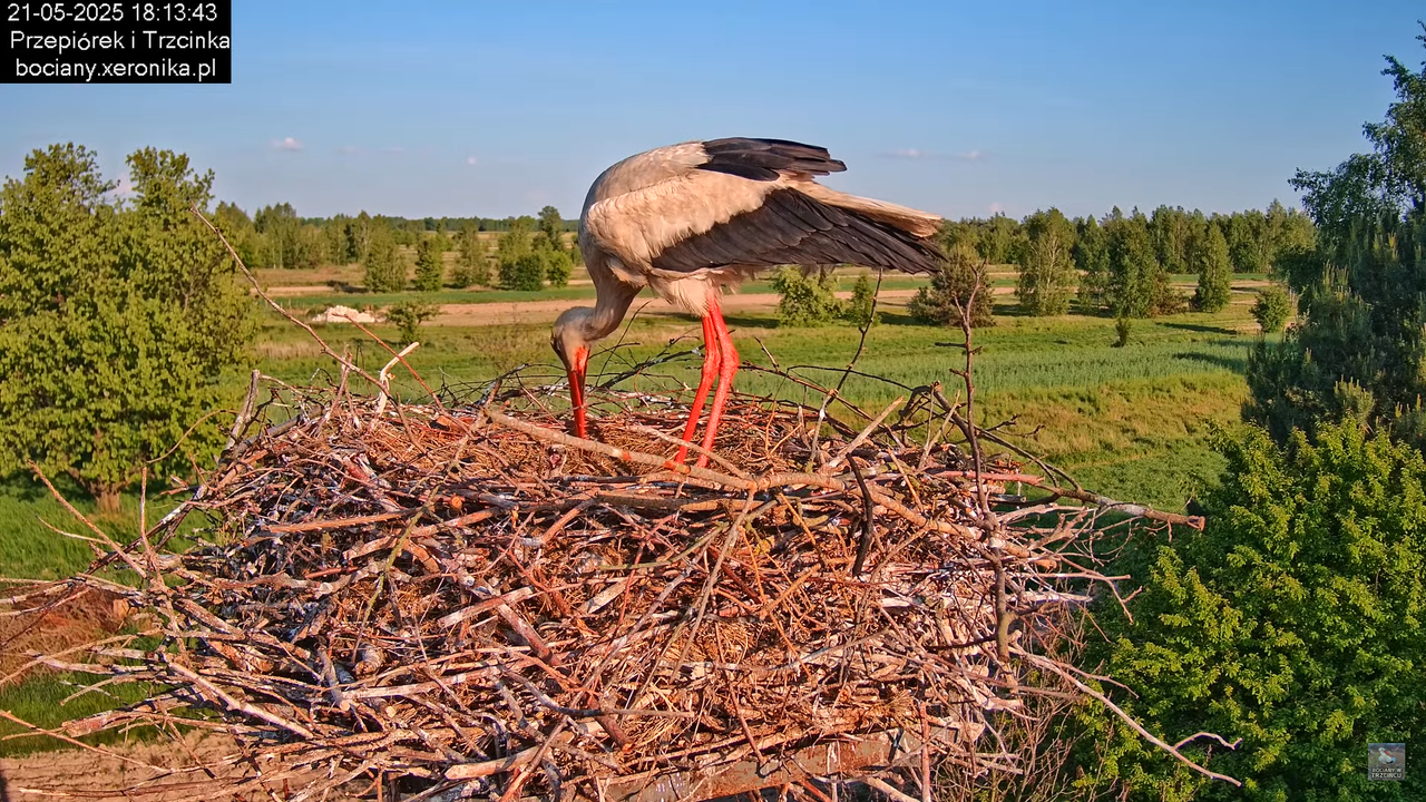 21052025bociany25