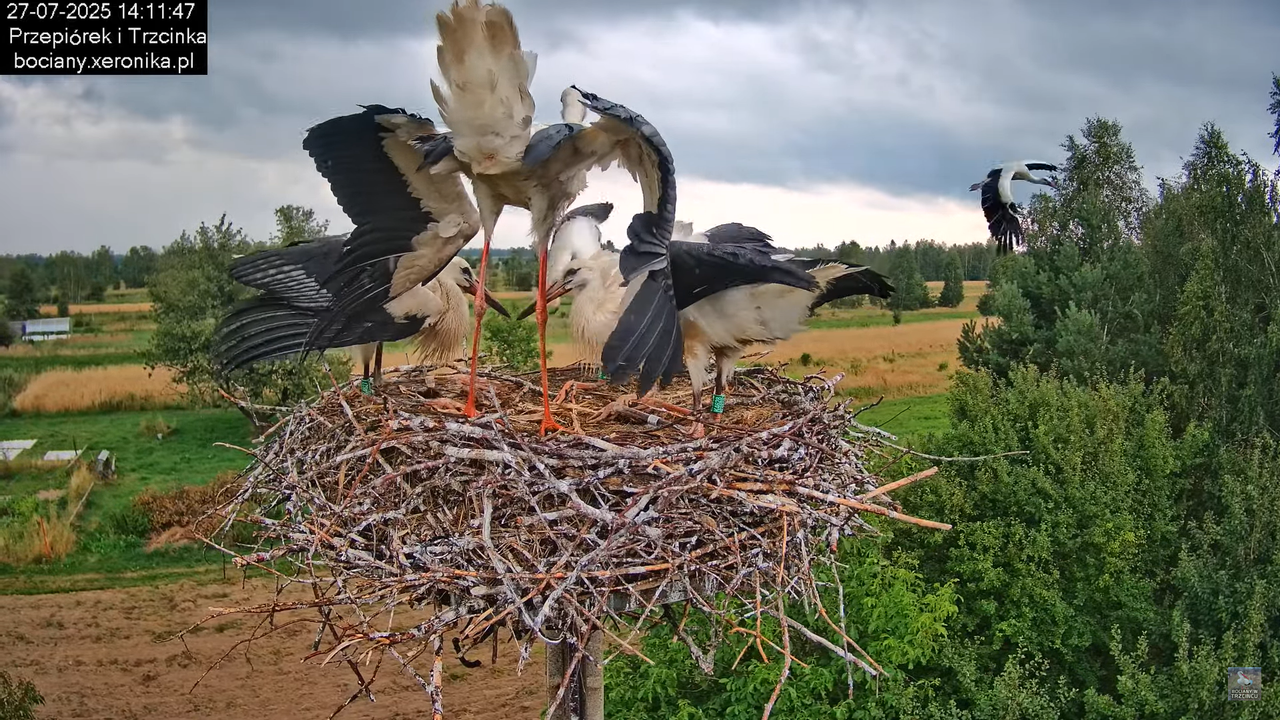 27072025bociany37