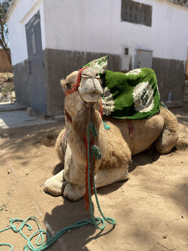 Agadir - Blogs de Marruecos - Que visitar en Agadir (129)