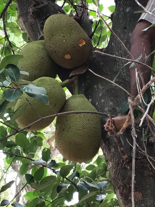 3733-F382-0606-41-D6-BD1-E-299195442-E7-