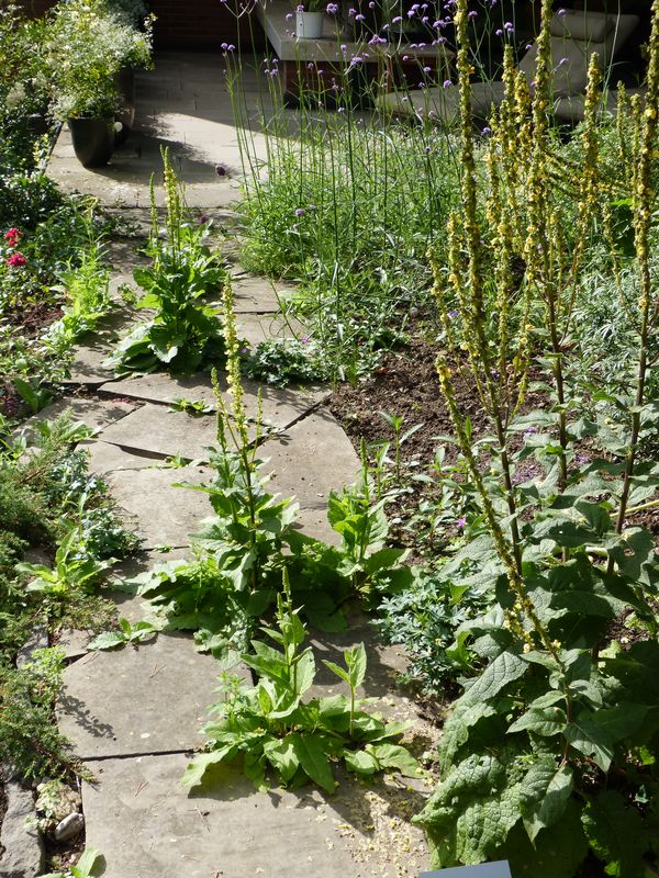 2014-07-13 Arboretum Härle 37