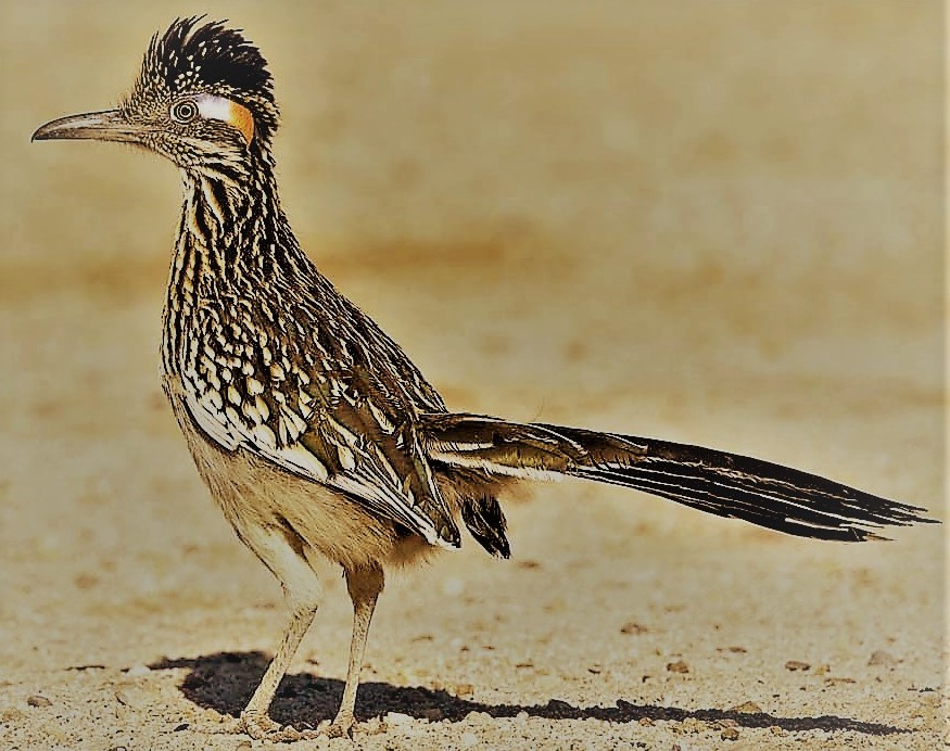 Roadrunner (2)