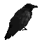 black crow