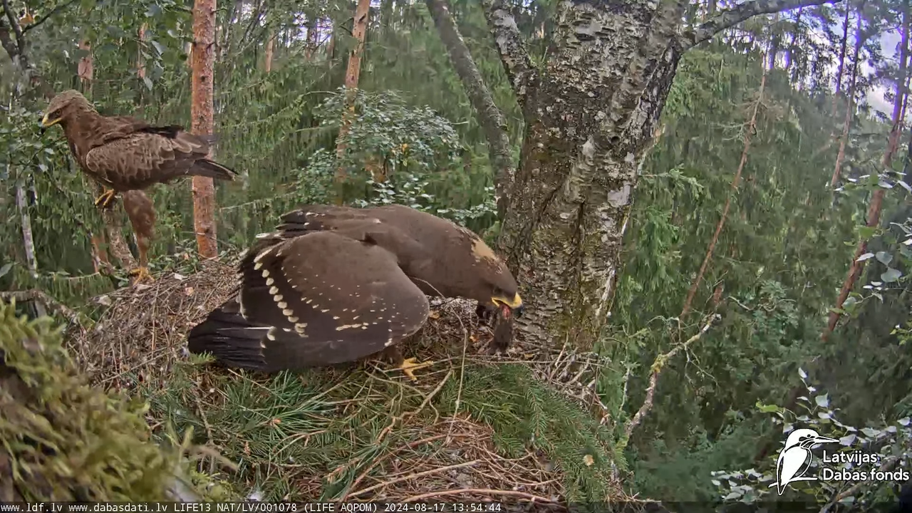 Mazais ērglis (Clanga pomarina), ligzda bērzā - LDF tiešraide 16-6-19 screenshot