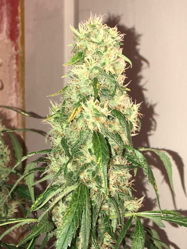 7A12052A-5ABD-447E-B056-C11624CF640E