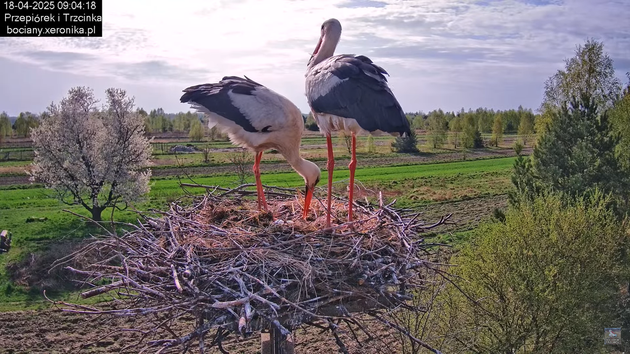 18042025bociany5
