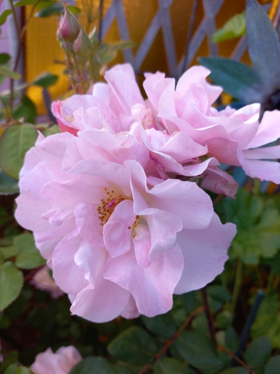 [Bild: rosensaison2021-01.jpg]