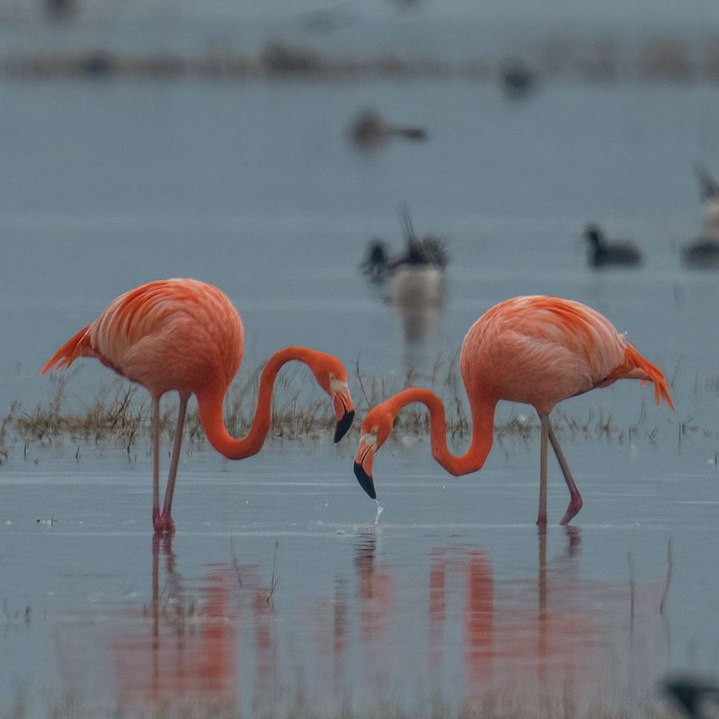 Historia, paisajes y miles de aves solo en la Laguna de Sayula