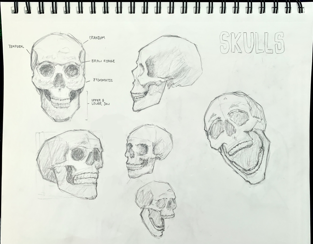 [Image: skulls-study.png]